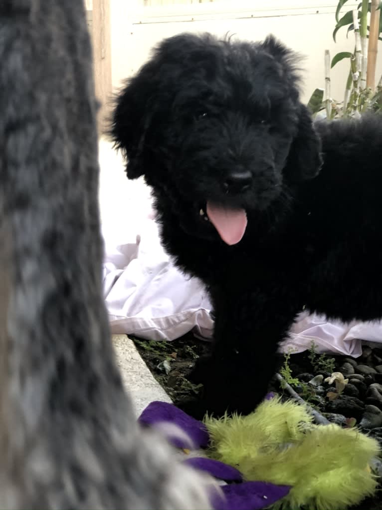 Leopold, a Newfypoo tested with EmbarkVet.com