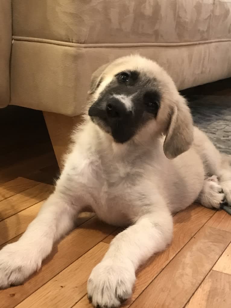 Diego, a Great Pyrenees and German Shepherd Dog mix tested with EmbarkVet.com