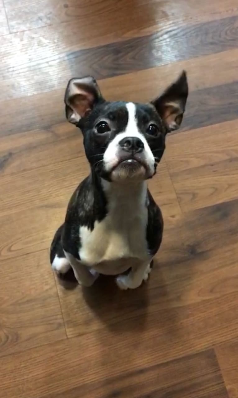 Frankie, a Boston Terrier and Beagle mix tested with EmbarkVet.com