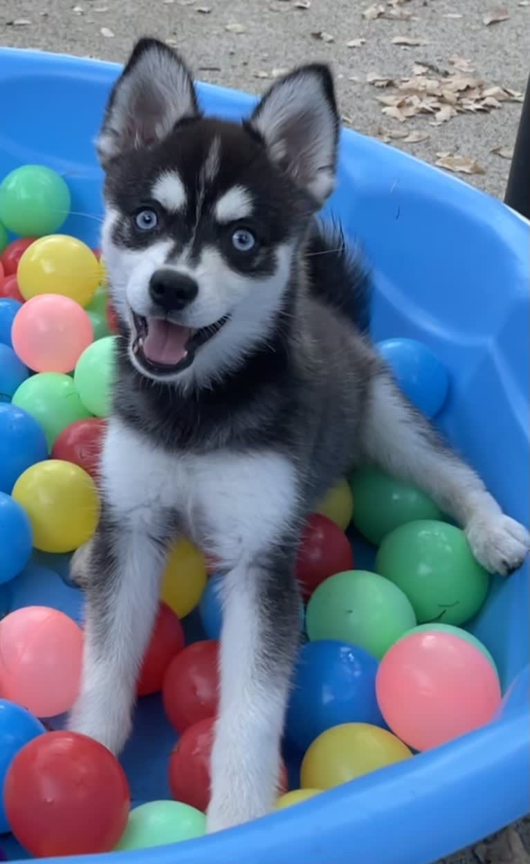 Kiva, an Alaskan Klee Kai tested with EmbarkVet.com