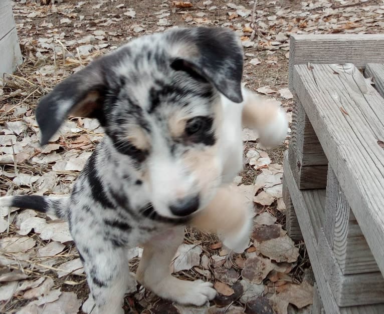 IronEye Pancho, a Border Collie and Catahoula Leopard Dog mix tested with EmbarkVet.com