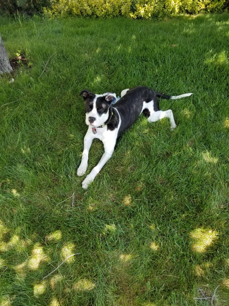 Little Bear, an American Pit Bull Terrier and American Bully mix tested with EmbarkVet.com