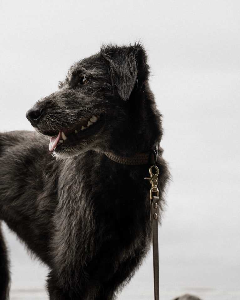 Leia, a Poodle (Standard) and German Shepherd Dog mix tested with EmbarkVet.com