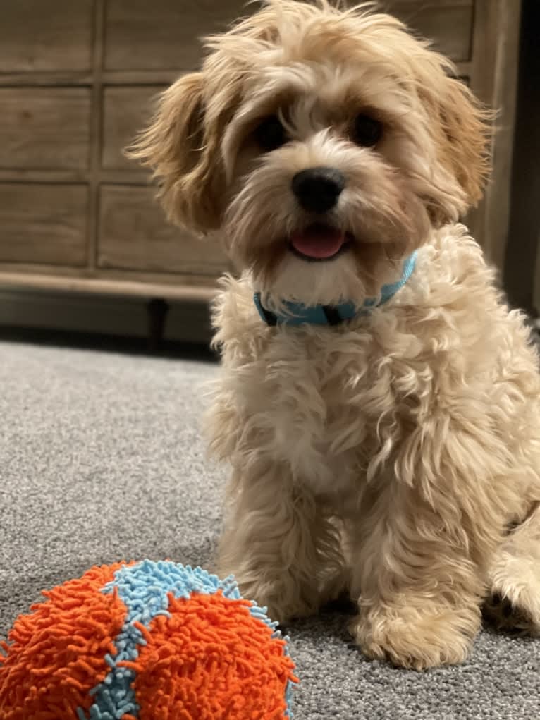 Jax, a Cavalier King Charles Spaniel and Havanese mix tested with EmbarkVet.com