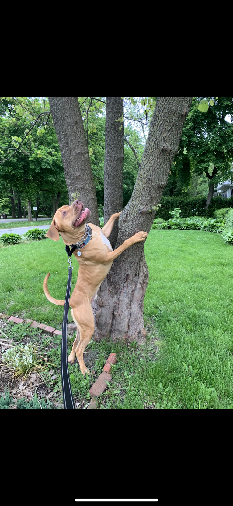 Marco, a Boerboel and American Pit Bull Terrier mix tested with EmbarkVet.com