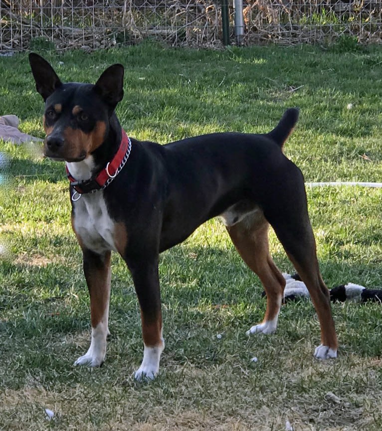 Woody, a Rat Terrier and Basenji mix tested with EmbarkVet.com