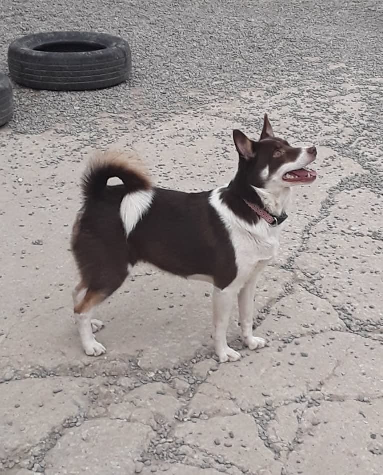 Aska, an Icelandic Sheepdog tested with EmbarkVet.com