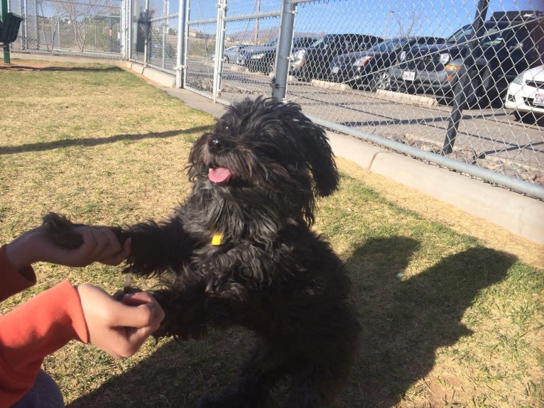 Homey, a Poodle (Small) and Silky Terrier mix tested with EmbarkVet.com