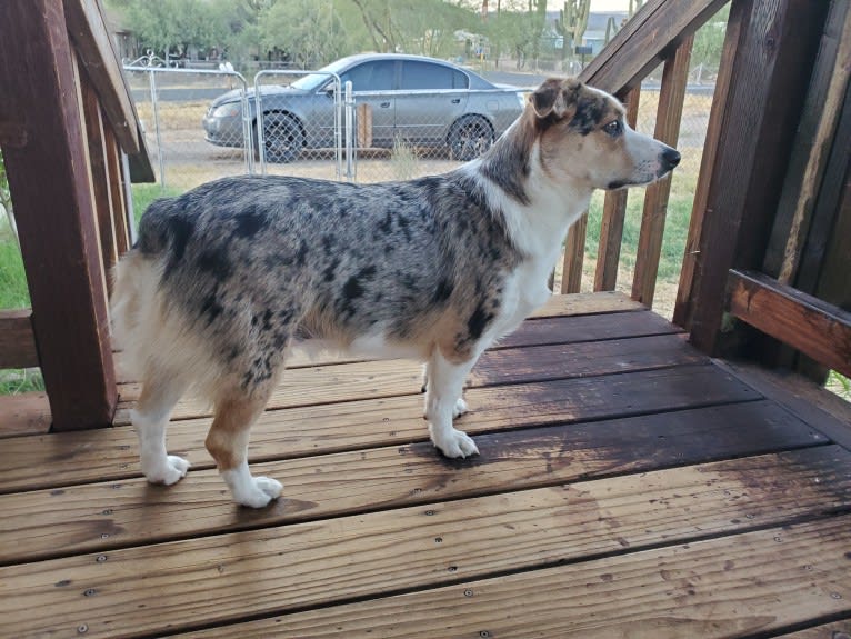 Ziggy Stardust, a Miniature/MAS-type Australian Shepherd and Pembroke Welsh Corgi mix tested with EmbarkVet.com