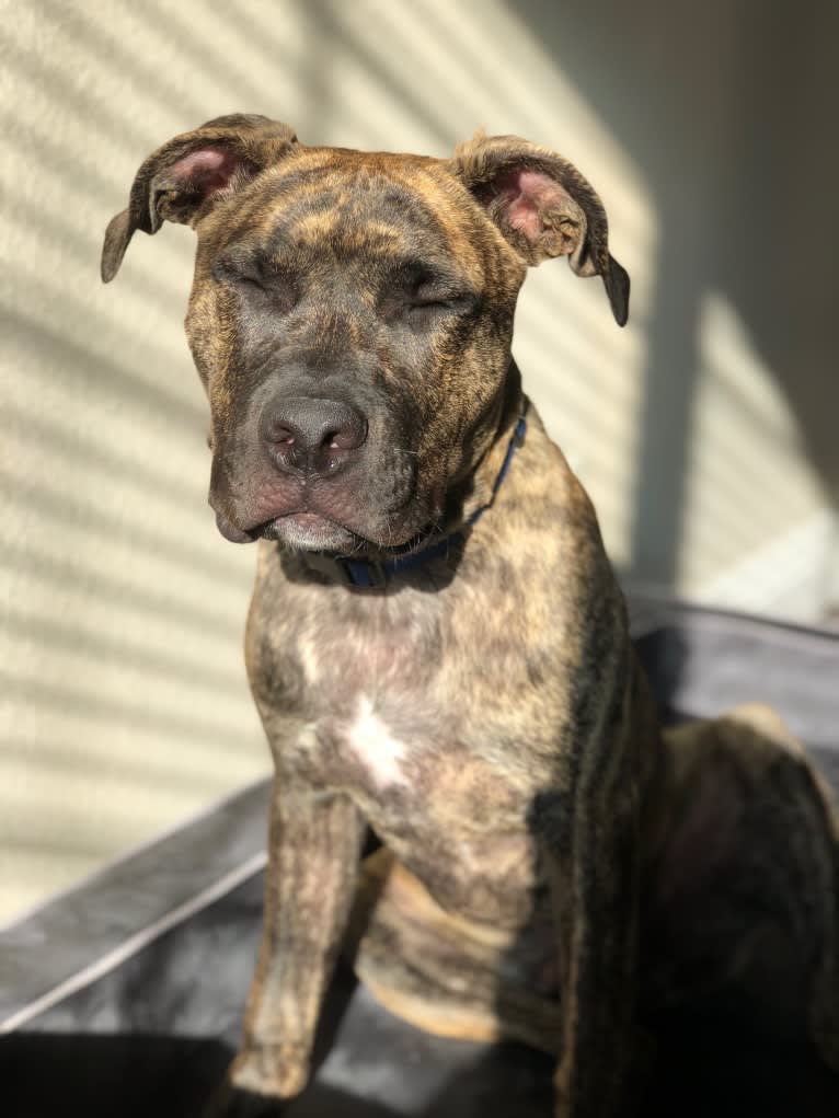 Camo, an American Pit Bull Terrier and Neapolitan Mastiff mix tested with EmbarkVet.com