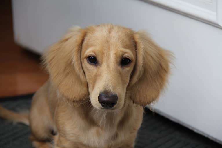 Oliver (Ollie) von Frederick, a Dachshund tested with EmbarkVet.com