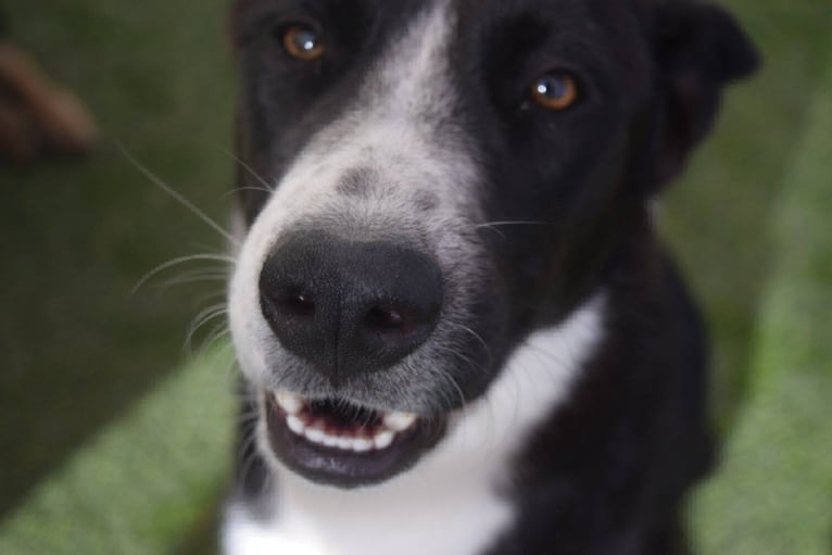 Bodhi, an Australian Cattle Dog and Siberian Husky mix tested with EmbarkVet.com