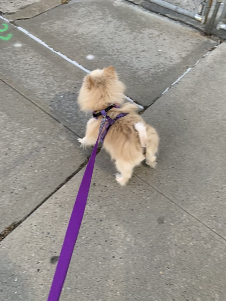 Rockwell, a Pomeranian and Australian Shepherd mix tested with EmbarkVet.com