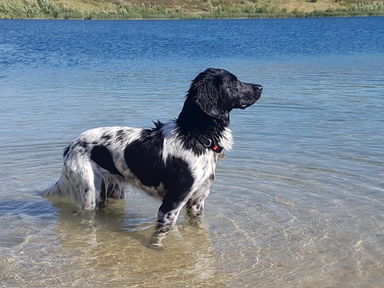 Chloé, a Stabyhoun tested with EmbarkVet.com