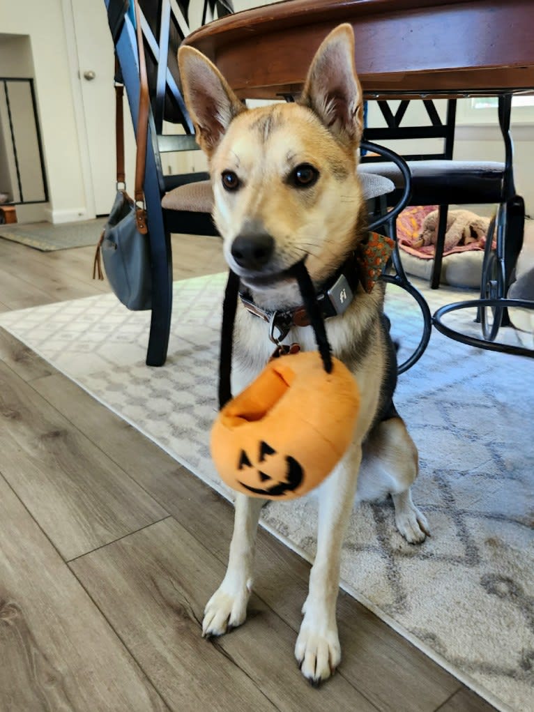 Max, a German Shepherd Dog and Alaskan Malamute mix tested with EmbarkVet.com