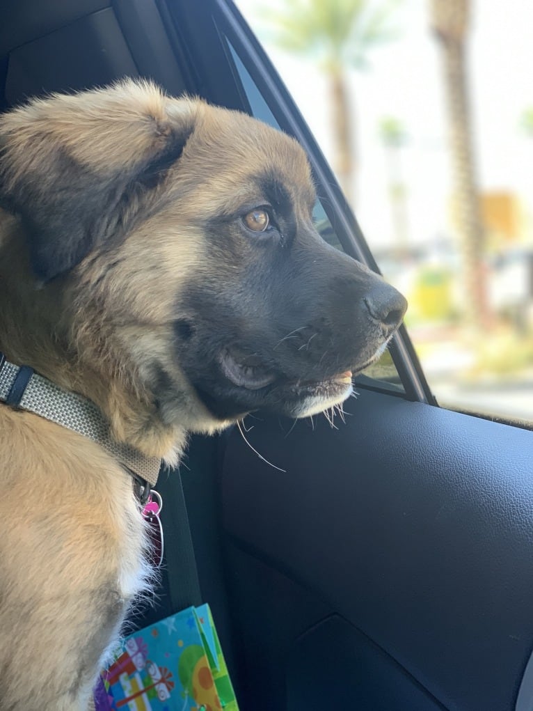 Diego, a Mastiff and German Shepherd Dog mix tested with EmbarkVet.com