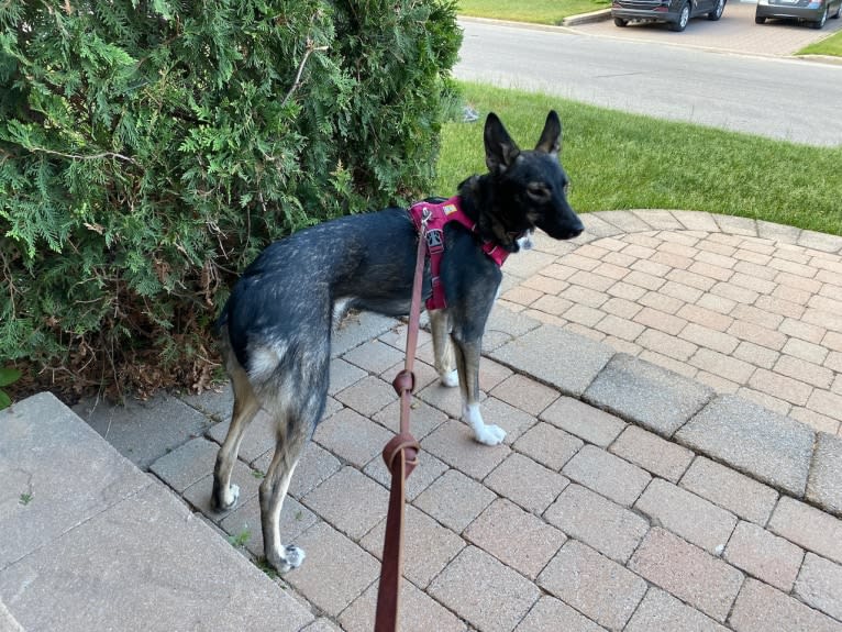 Noukie, an Alaskan-type Husky tested with EmbarkVet.com