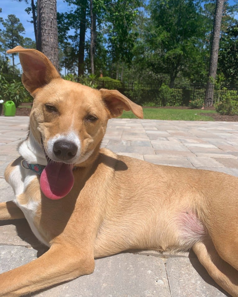 Dixie, a Rottweiler and Redbone Coonhound mix tested with EmbarkVet.com