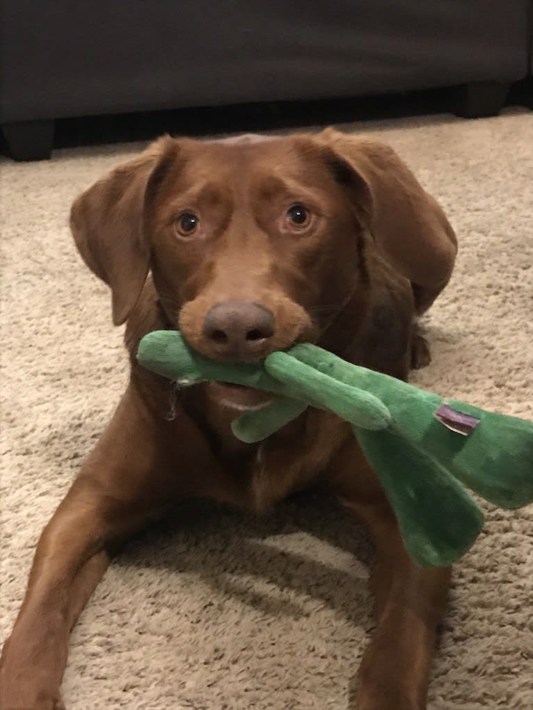 Scarlett, a Redbone Coonhound and Labrador Retriever mix tested with EmbarkVet.com