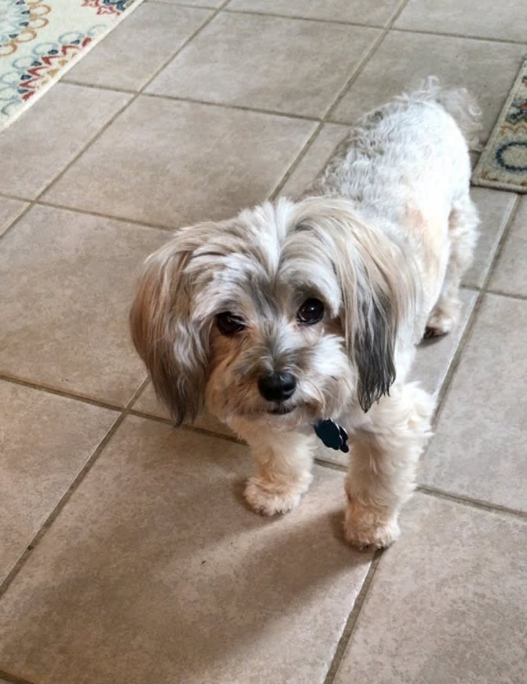 Stu, a Yorkshire Terrier and Maltese mix tested with EmbarkVet.com