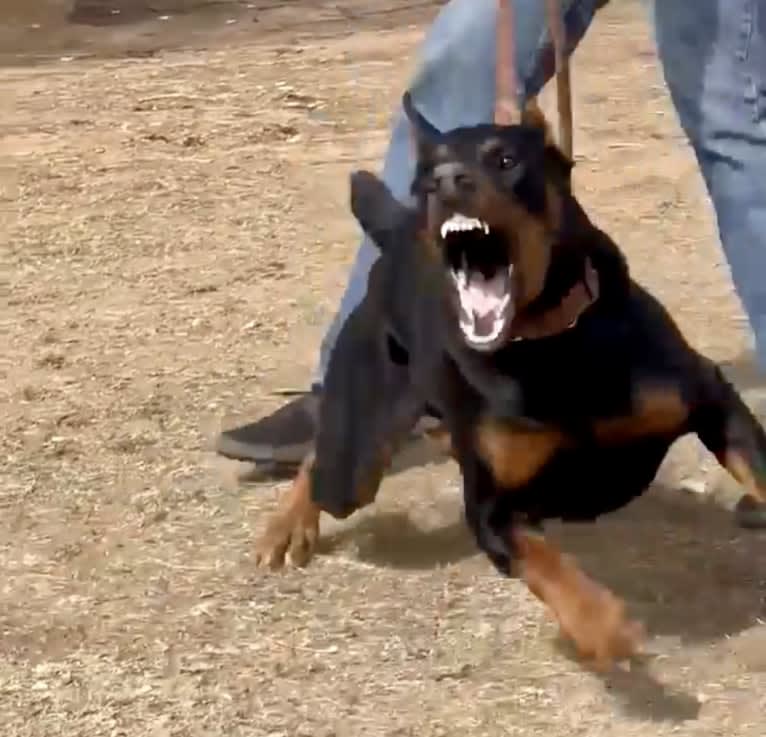 Mowgli, a Doberman Pinscher tested with EmbarkVet.com