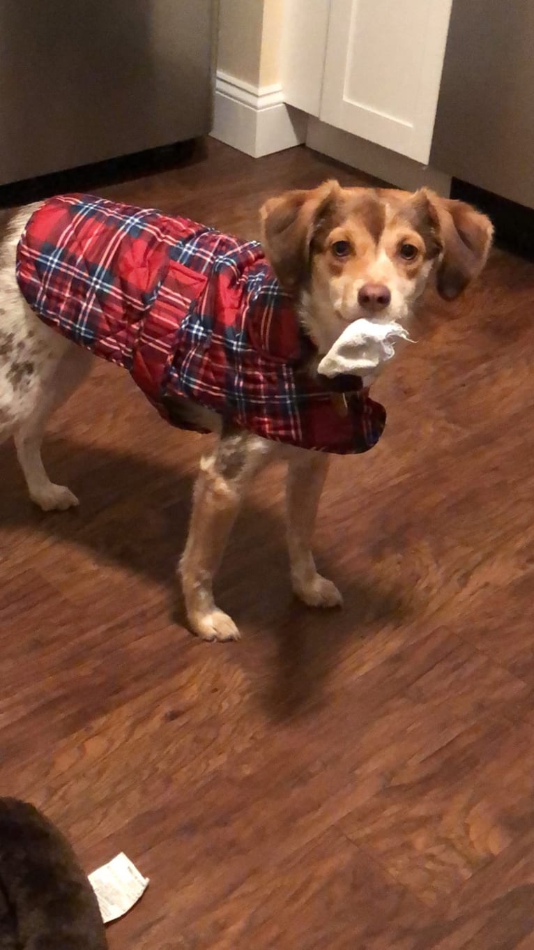 Lucy, a Beagle and Cocker Spaniel mix tested with EmbarkVet.com