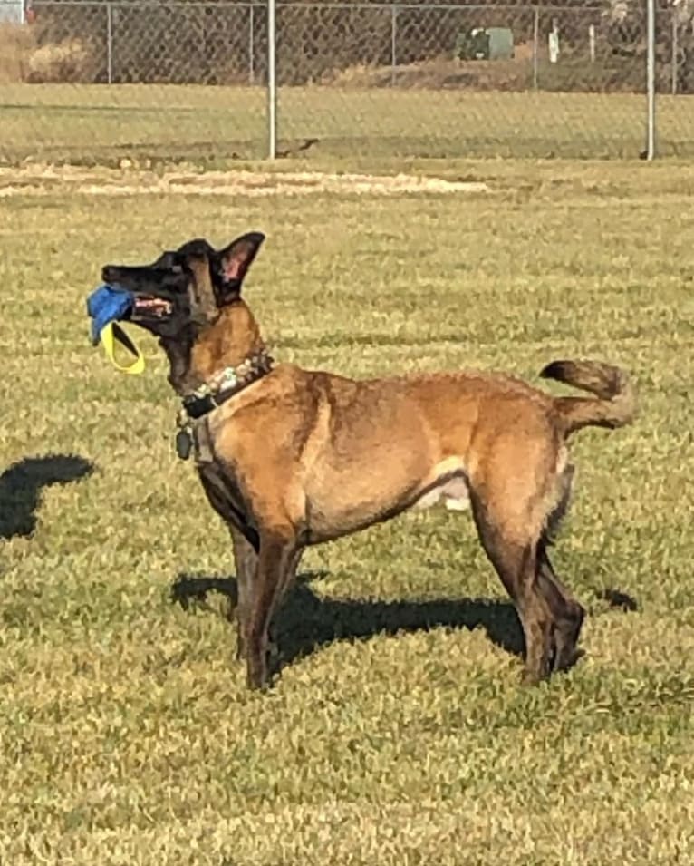 Nico, a Belgian Shepherd tested with EmbarkVet.com