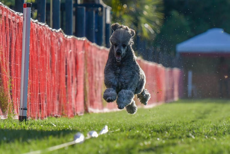 Todd, a Poodle (Standard) tested with EmbarkVet.com