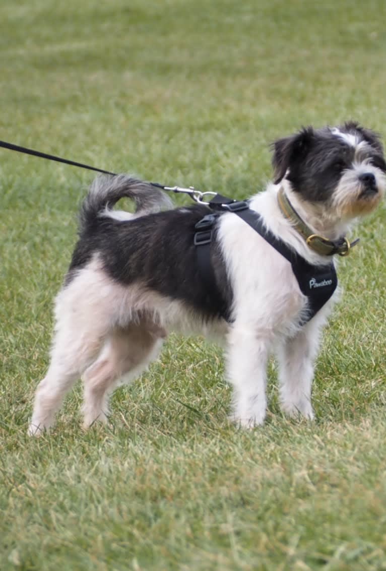 Lukas, a Shih Tzu and Chihuahua mix tested with EmbarkVet.com