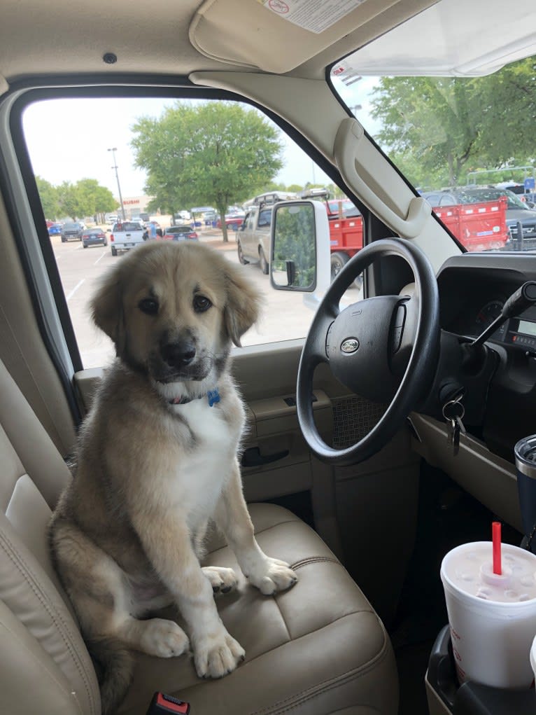 Waylon, a Great Pyrenees and Chow Chow mix tested with EmbarkVet.com