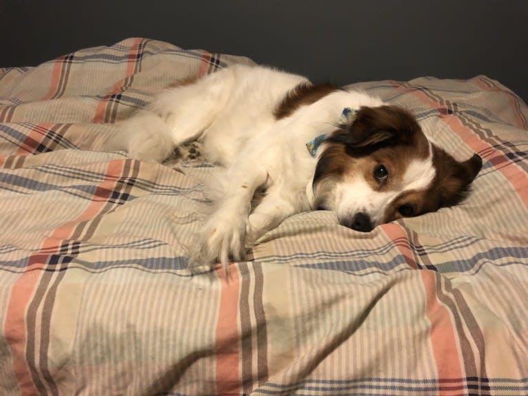 Cooper, an Australian Cattle Dog and Shih Tzu mix tested with EmbarkVet.com