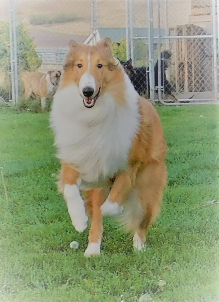 Pawsitively Paite, a Collie tested with EmbarkVet.com