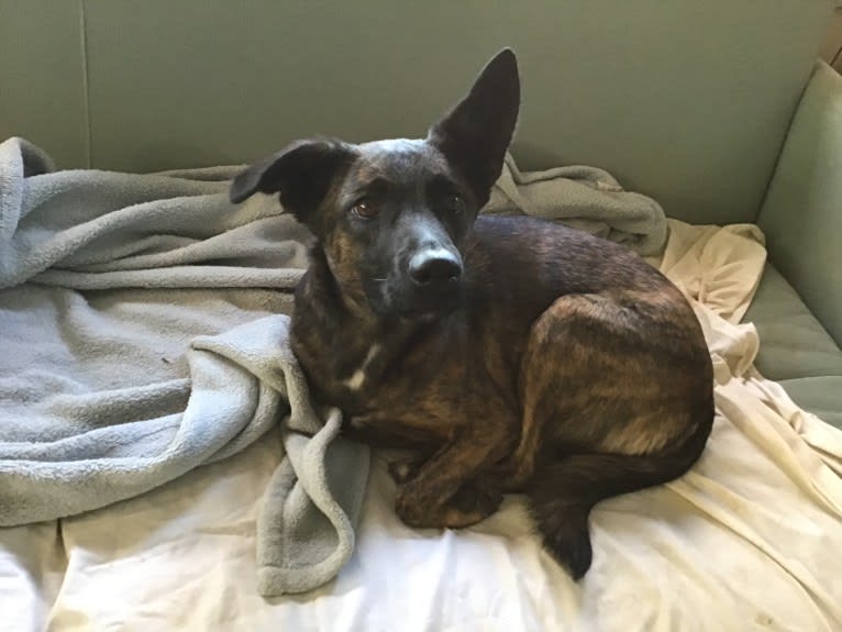 Foxy, a Mountain Cur and German Shepherd Dog mix tested with EmbarkVet.com