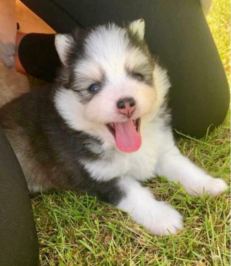 Milo, a Pomsky (14.6% unresolved) tested with EmbarkVet.com