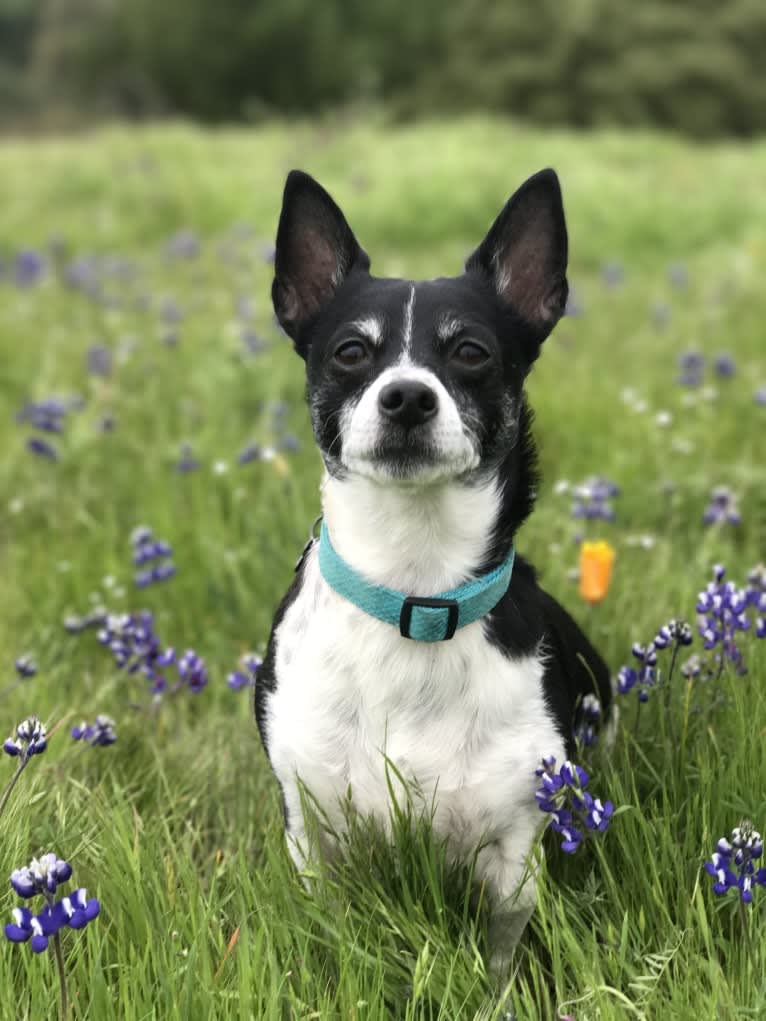 Buffalo, a Rat Terrier and Chihuahua mix tested with EmbarkVet.com