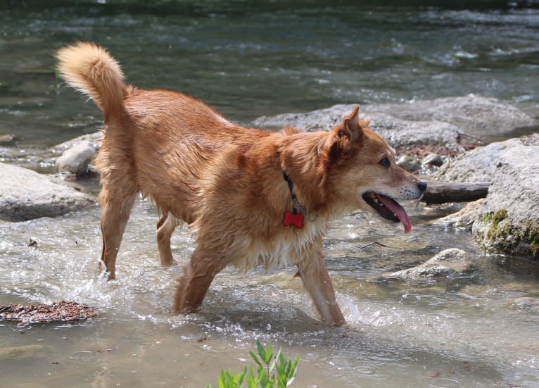 Gatsby, an Australian Shepherd and Chow Chow mix tested with EmbarkVet.com