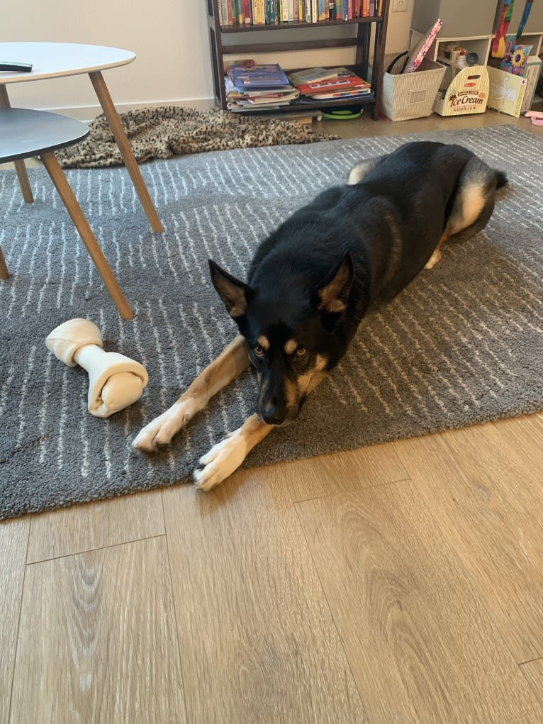 Ranger, a German Shepherd Dog and Siberian Husky mix tested with EmbarkVet.com