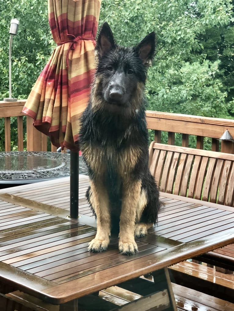 Greta, a German Shepherd Dog tested with EmbarkVet.com