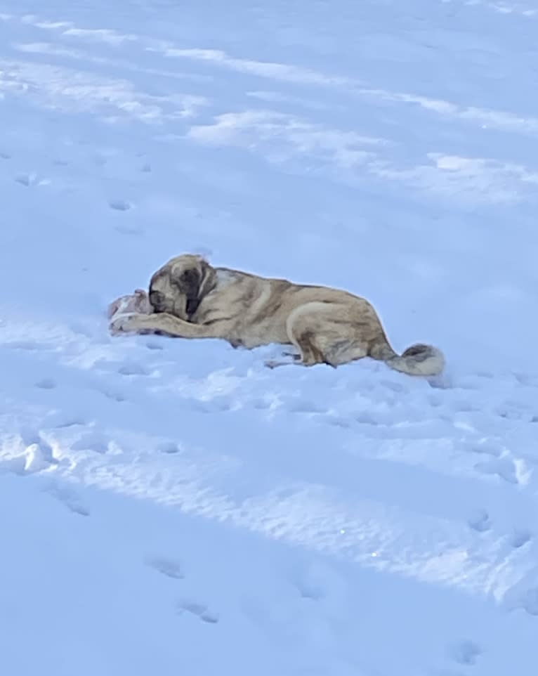 Princess, an Anatolian Shepherd Dog tested with EmbarkVet.com