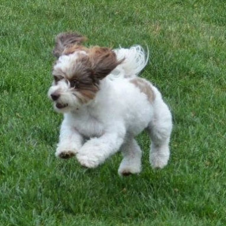 Tully, a Poodle (Small) and Shih Tzu mix tested with EmbarkVet.com