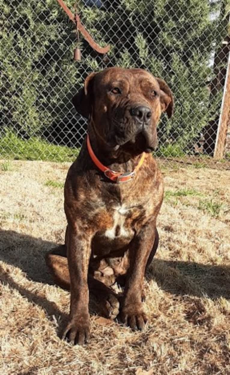 Benaiah Nila, a Boerboel tested with EmbarkVet.com