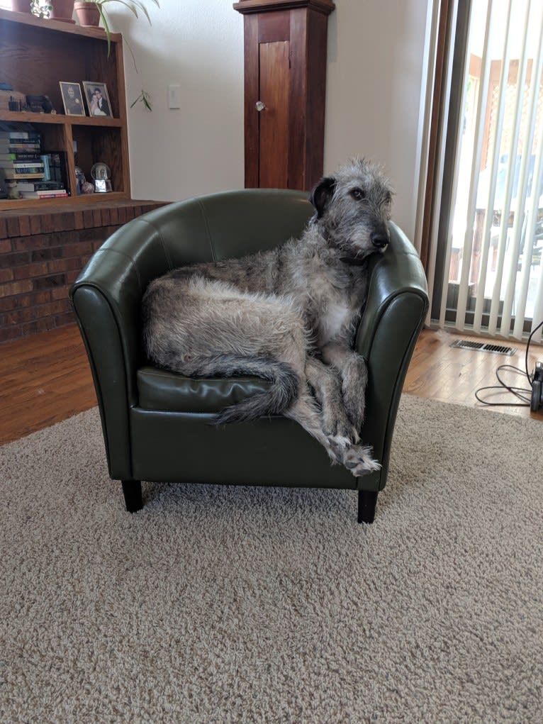 Shadow, an Irish Wolfhound tested with EmbarkVet.com