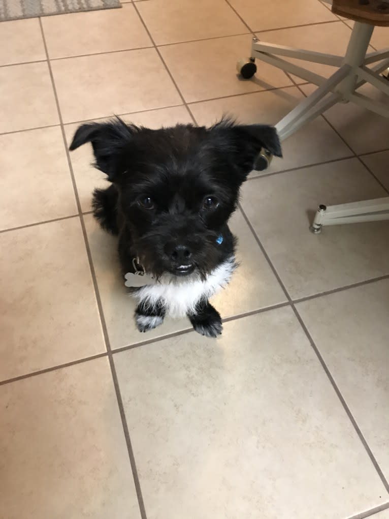 Tux, a Shih Tzu and Chihuahua mix tested with EmbarkVet.com