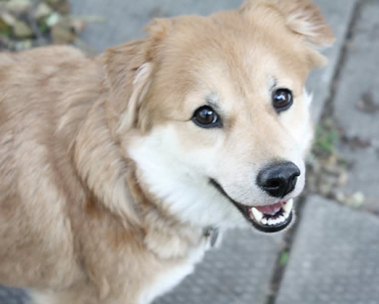 Tesla, a German Shepherd Dog and Golden Retriever mix tested with EmbarkVet.com