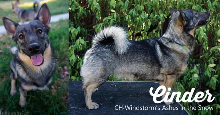 Windstorm's Ashes In the Snow, a Swedish Vallhund tested with EmbarkVet.com
