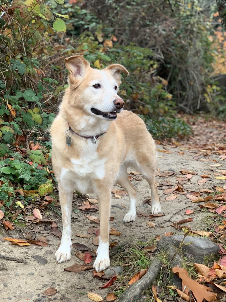 Khaleesi, a Siberian Husky and German Shepherd Dog mix tested with EmbarkVet.com