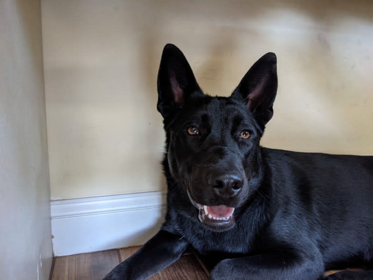 Sally, a Siberian Husky and Labrador Retriever mix tested with EmbarkVet.com