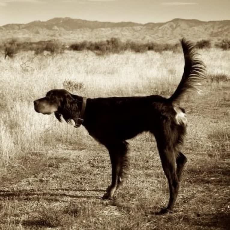 Tallgrass Pistol Pete, a Gordon Setter tested with EmbarkVet.com