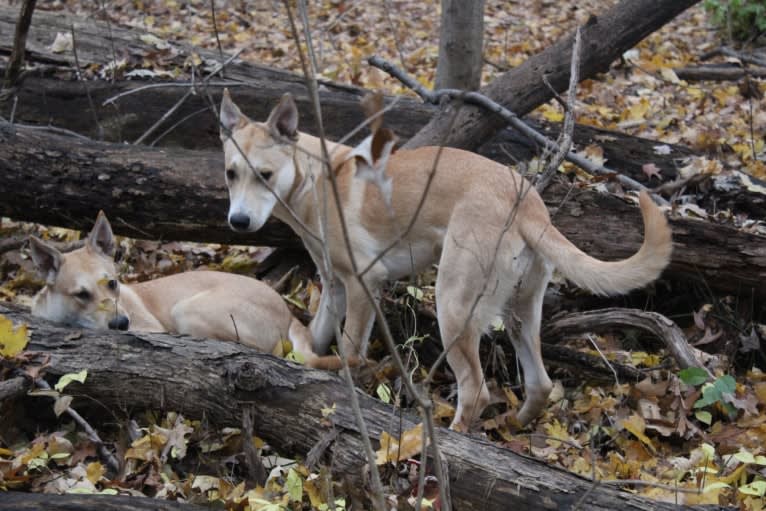 Loomy, a Carolina Dog tested with EmbarkVet.com