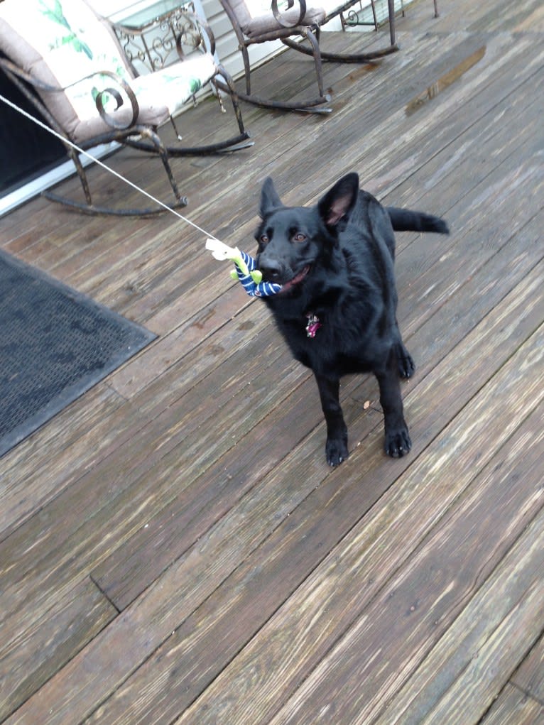 Selu-Wahya, a German Shepherd Dog tested with EmbarkVet.com